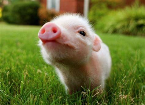 Jul 12, 2018 · But if you’re nervous, you can keep a treat in your pocket,” says Tamara. “If you hold up a piece of food, he’ll run to you.”. Life With a Mini Pig. 6. They need to be able to do their ... 